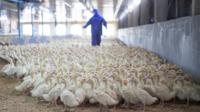 Во Франции признали успешной вакцинацию уток от гриппа птиц